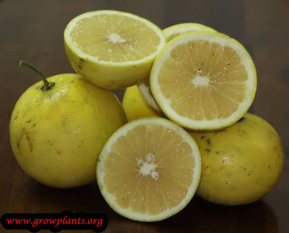 Harvesting Grapefruit tree fruit