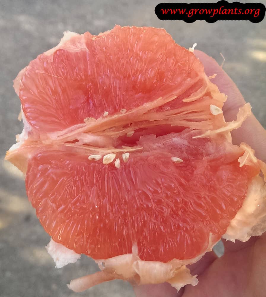 Grapefruit tree fruit