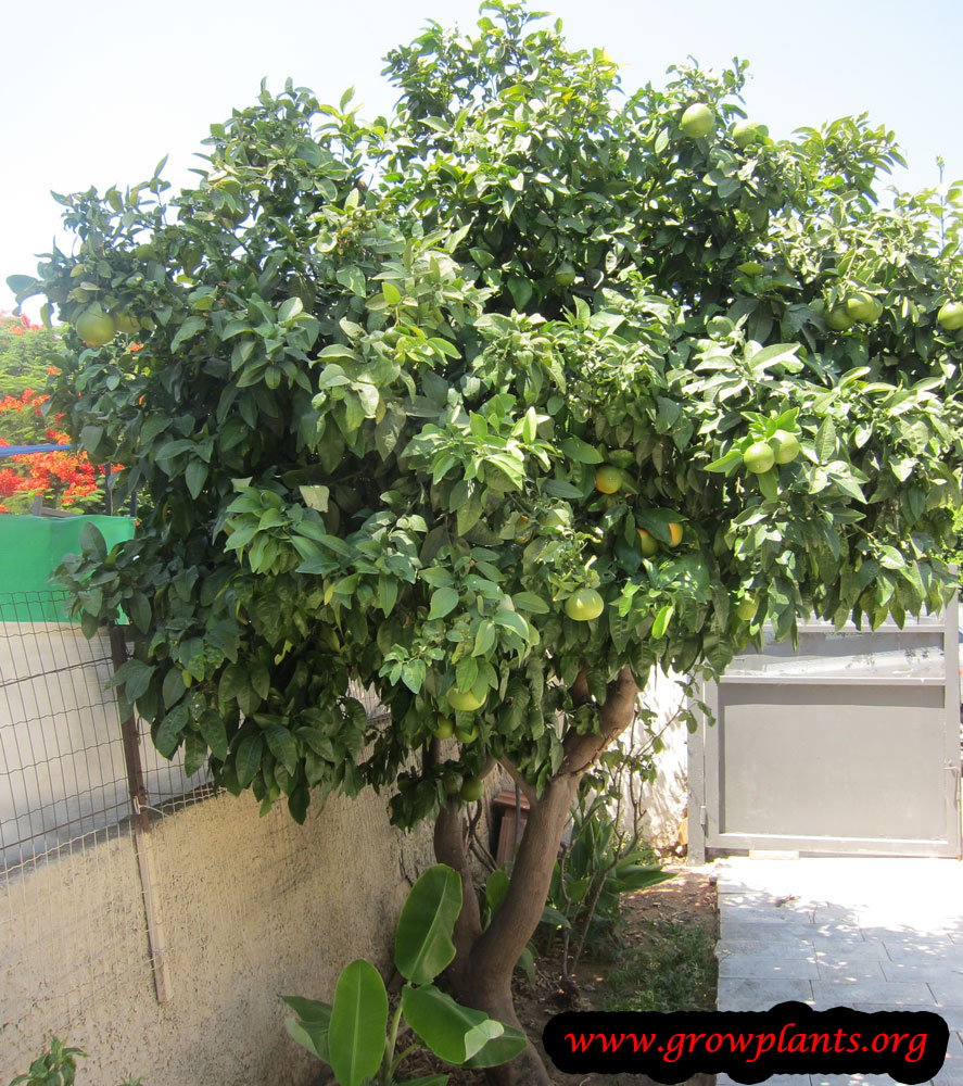 Grapefruit tree