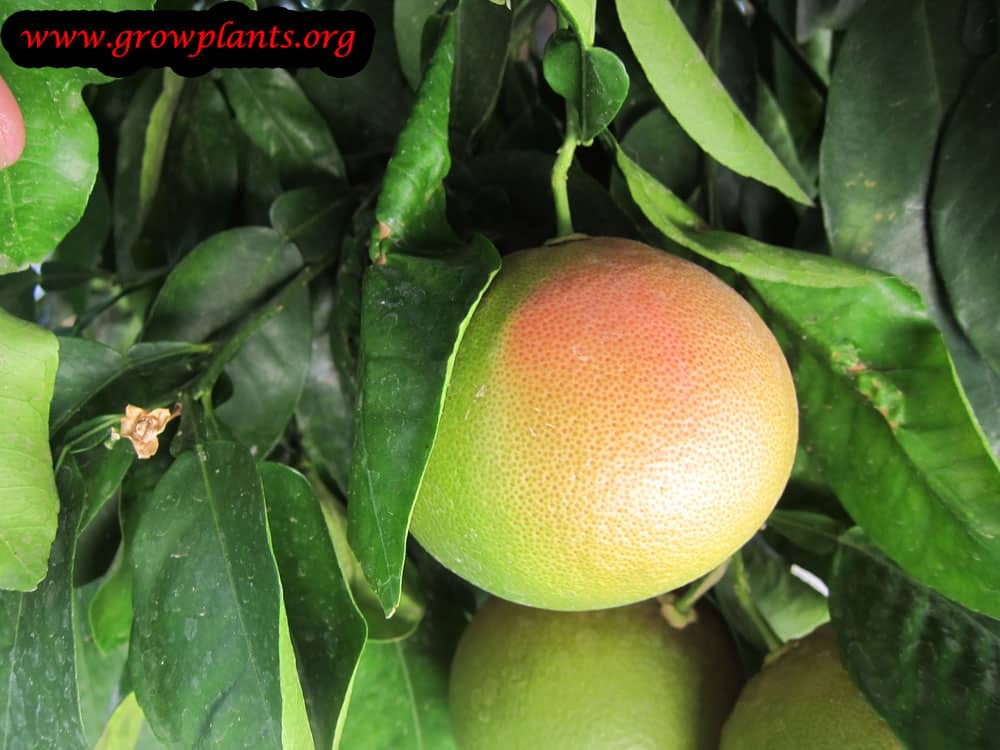 Harvest Grapefruit