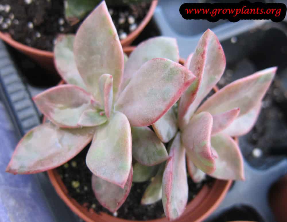 Growing Graptoveria plant