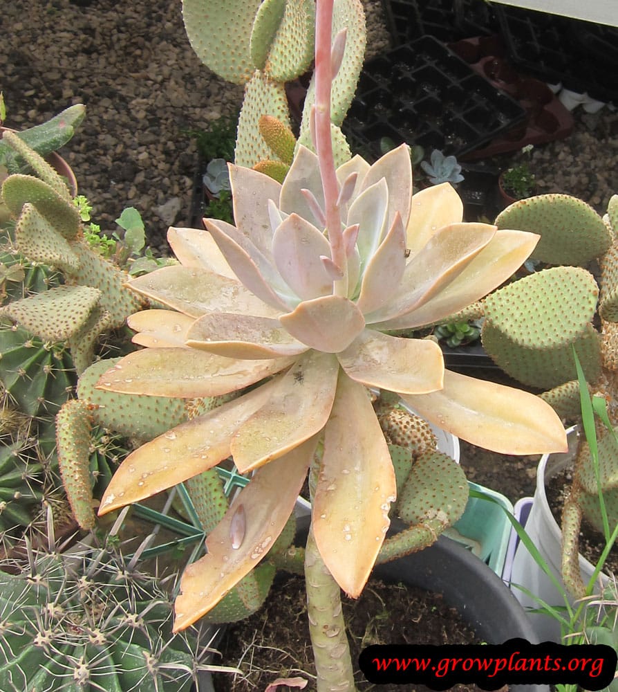 Graptoveria plant