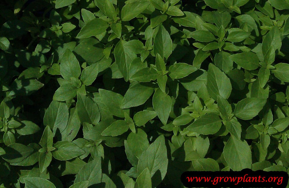 Greek basil How to grow & care
