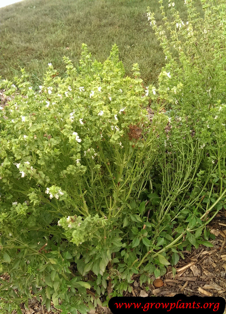 Greek basil How to grow & care