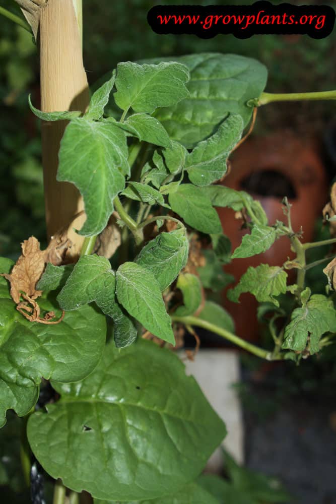 Green tomato plant care