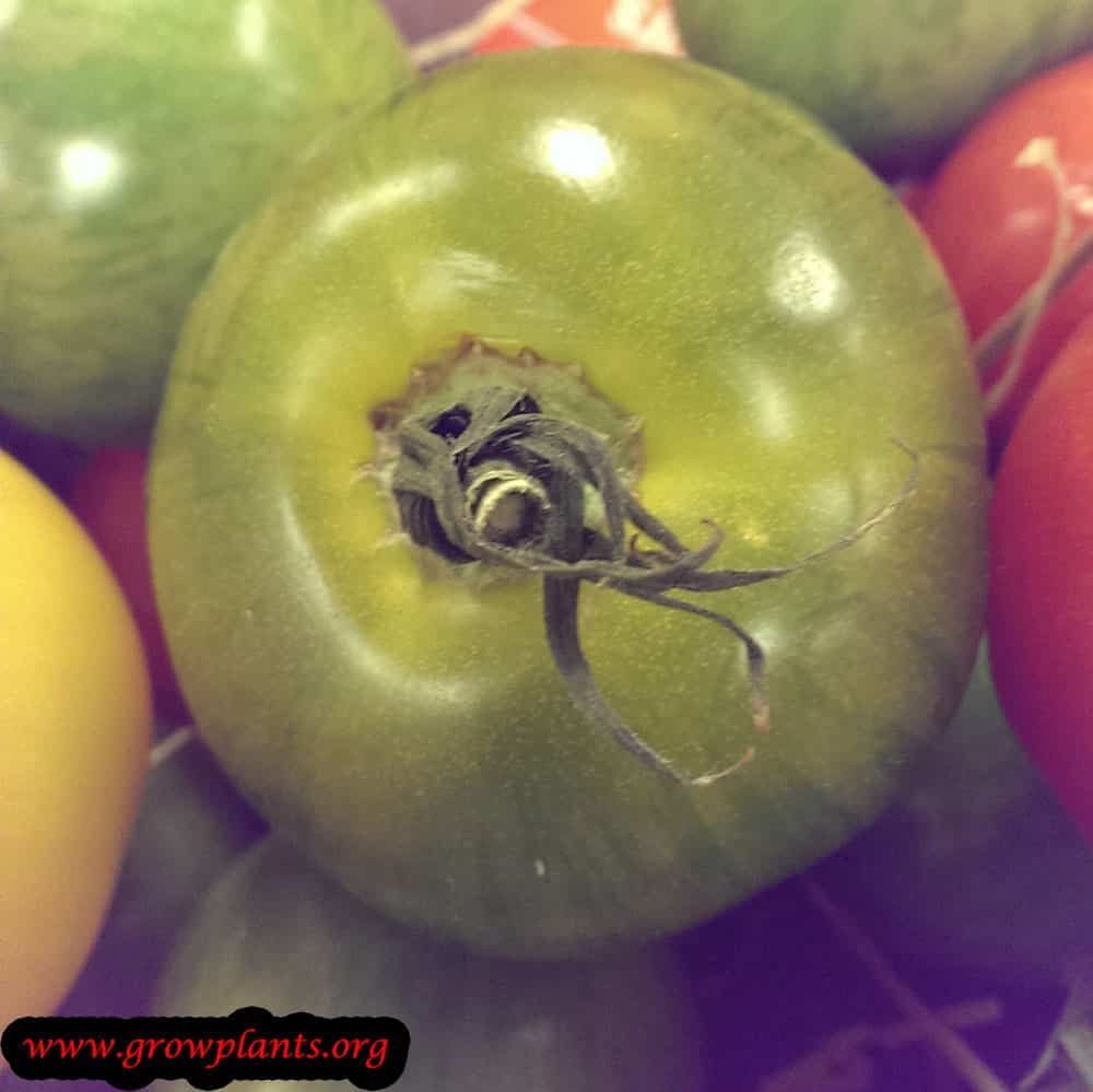 Green tomato