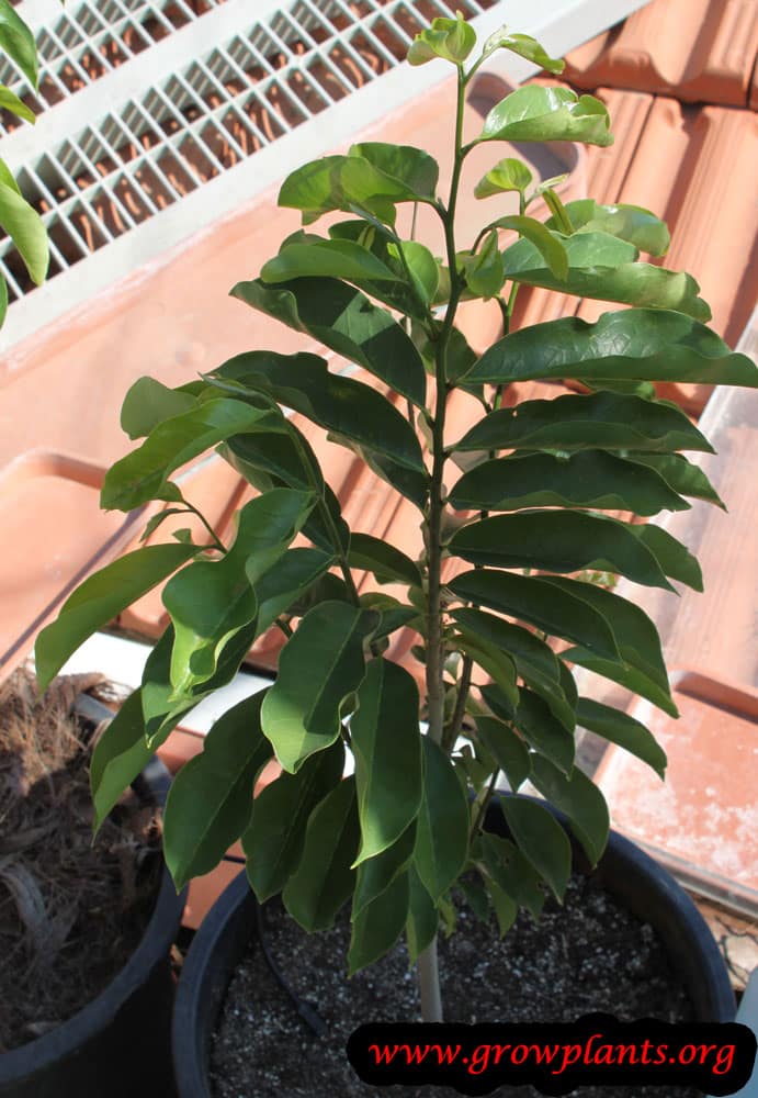 Guanabana tree