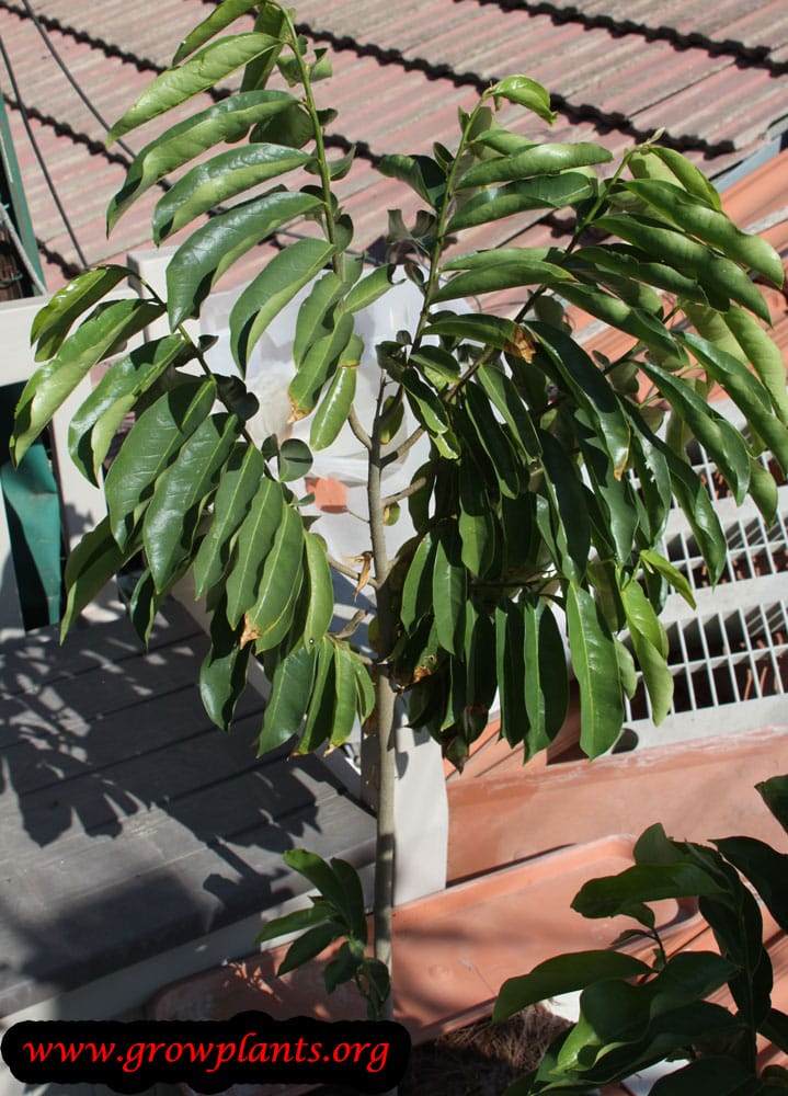 Guanabana tree care