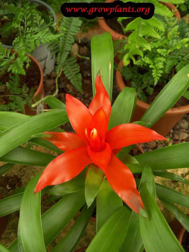 Guzmania lingulata flowers