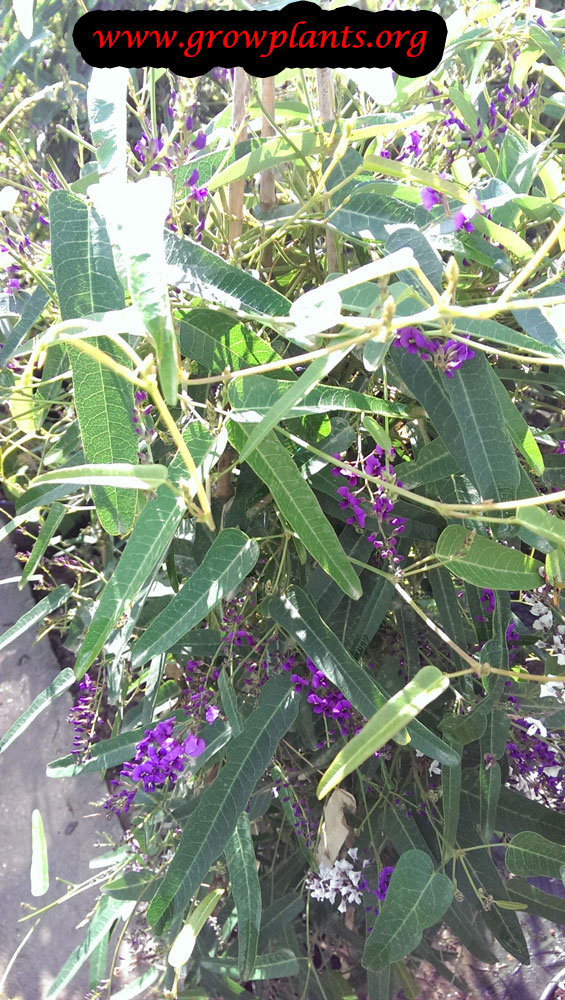 Hardenbergia comptoniana