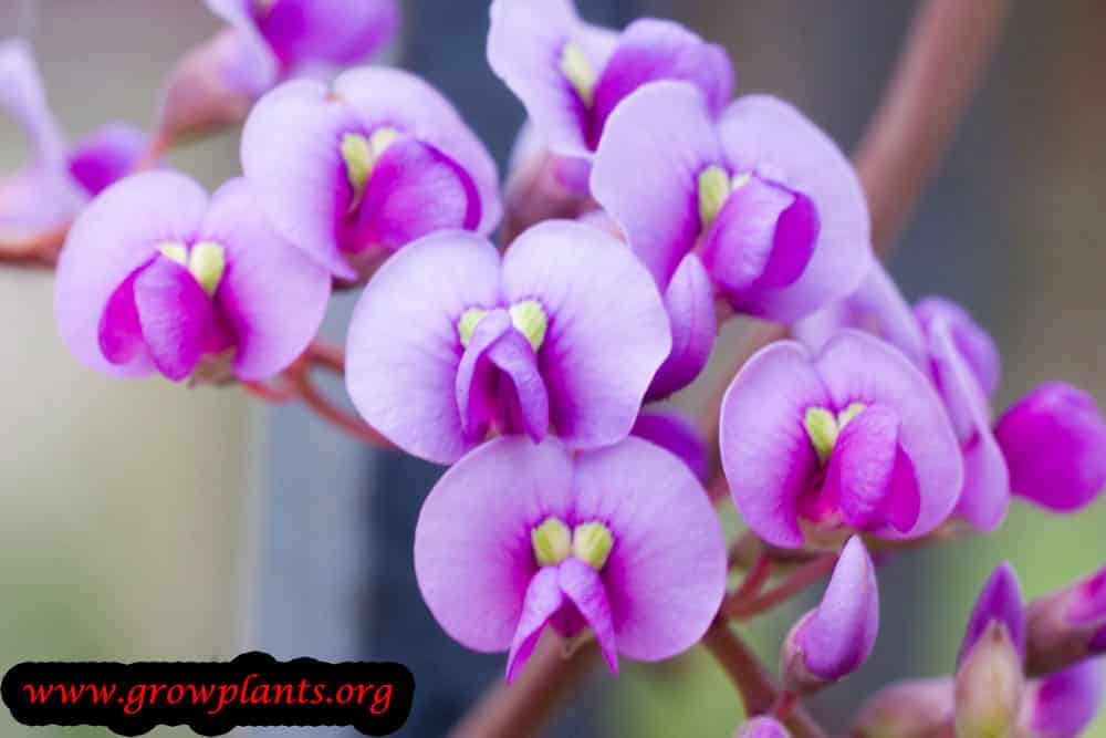 Hardenbergia violacea