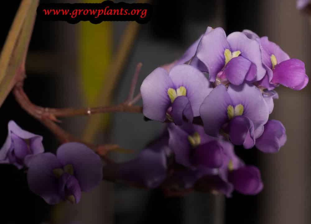 Growing Hardenbergia violacea