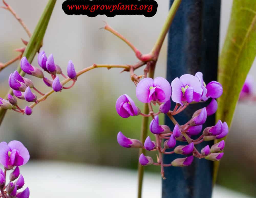 Hardenbergia violacea flowers
