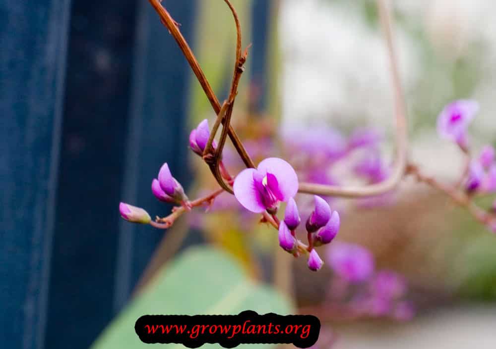 Purple coral pea