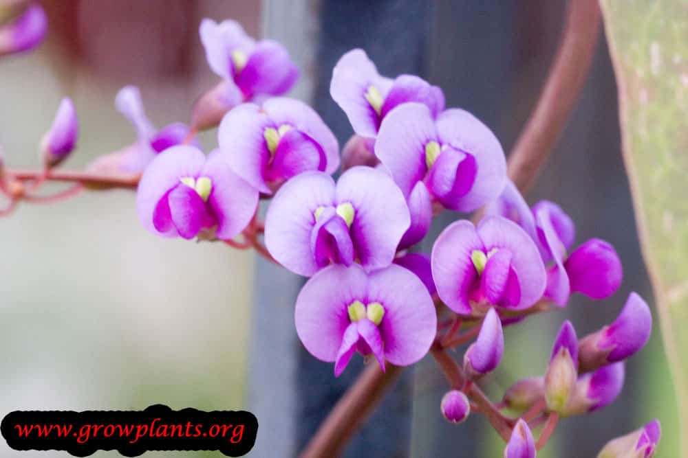 Purple coral pea flowers
