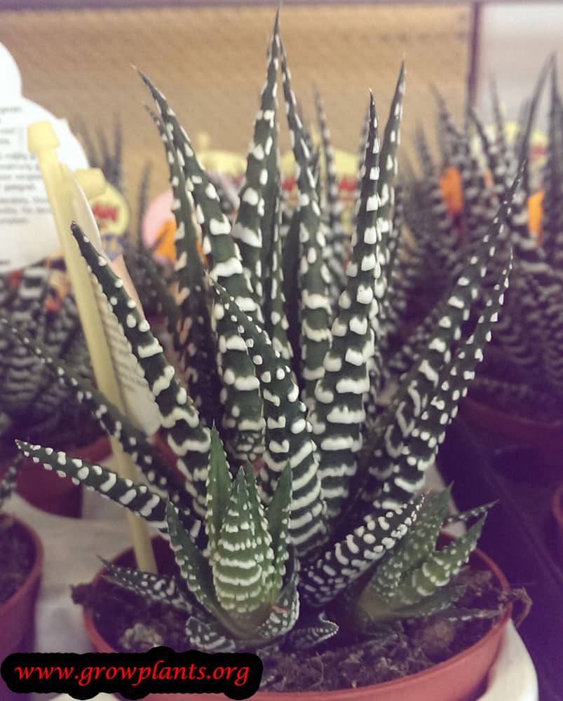 Haworthia attenuata