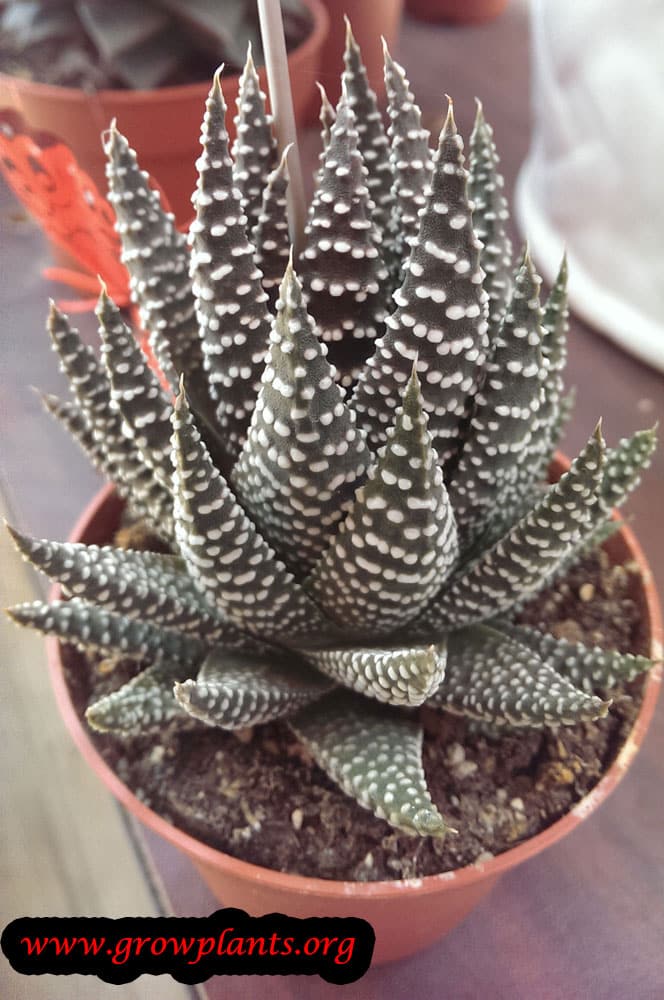 Growing Haworthia attenuata
