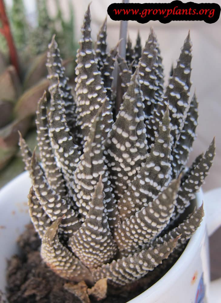 Haworthia attenuata plant