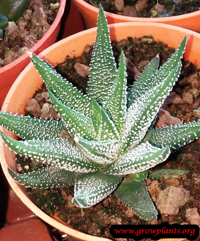 Haworthia attenuata plant care
