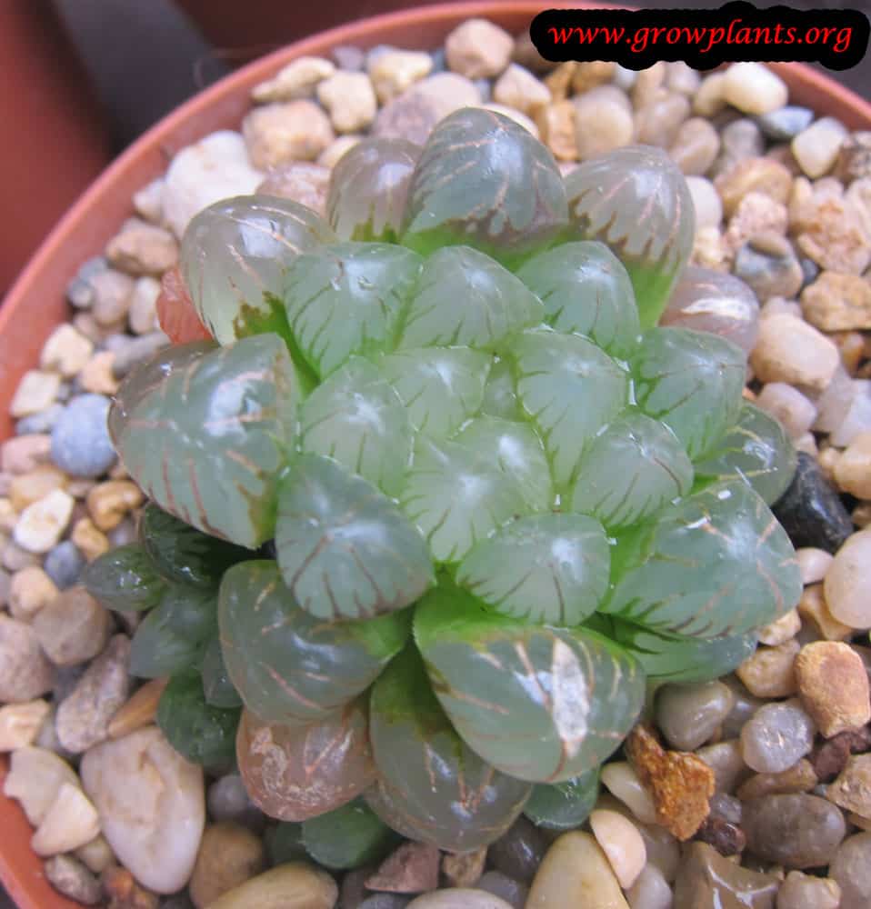 Haworthia cooperi
