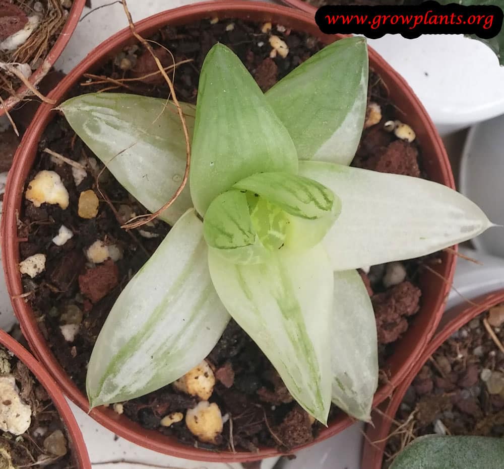 Growing Haworthia cymbiformis