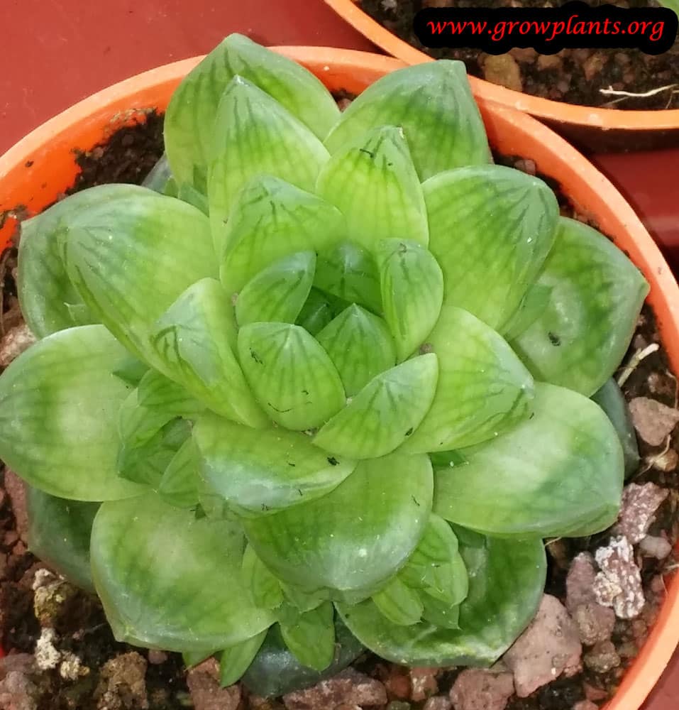 Haworthia cymbiformis