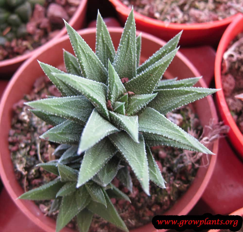 Growing Haworthia fasciata