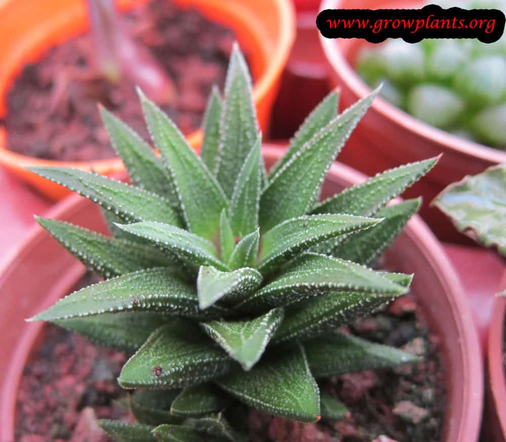Haworthia fasciata