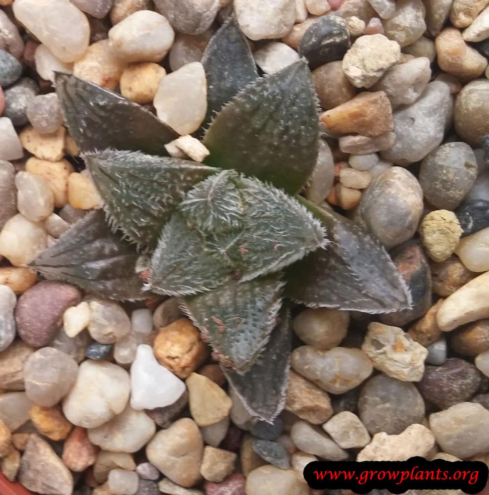 Haworthia kegani