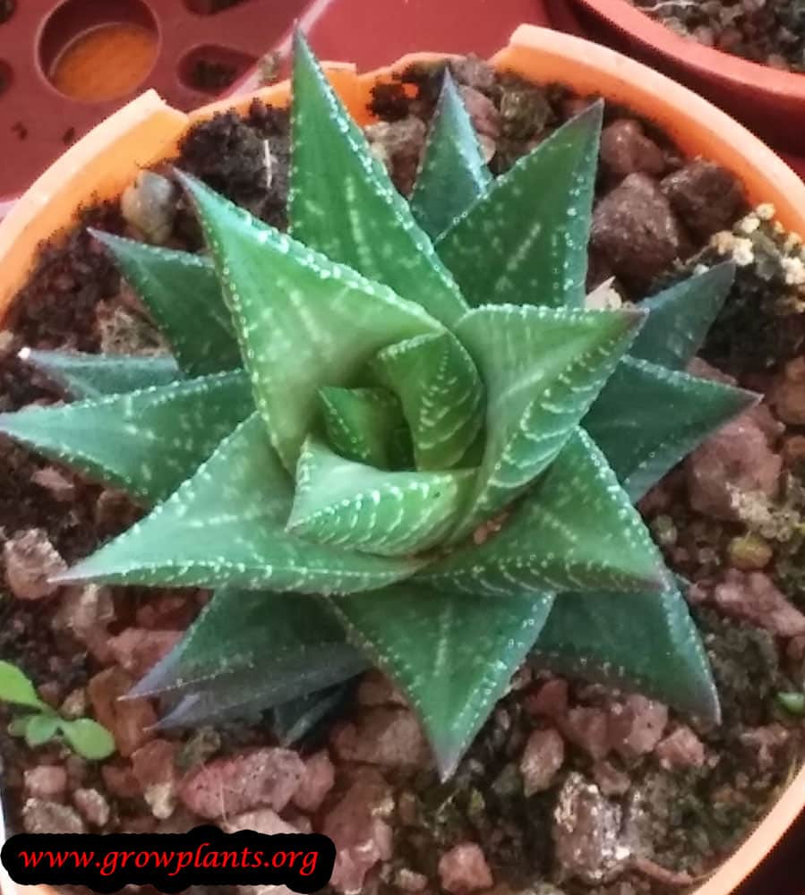 Haworthia kingiana