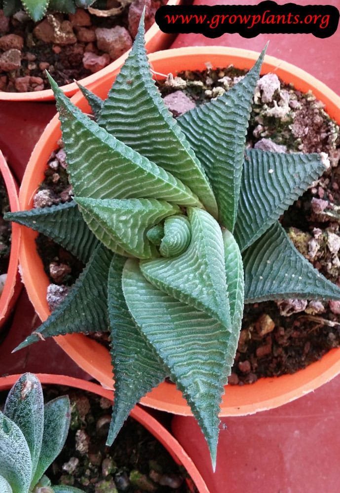 Growing Haworthia limifolia