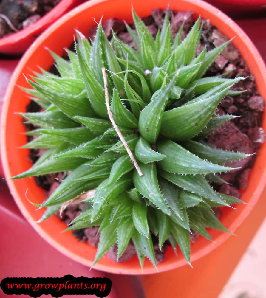 Haworthia marumiana