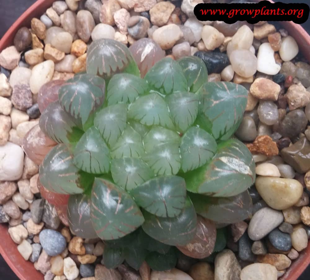 Haworthia pilifera