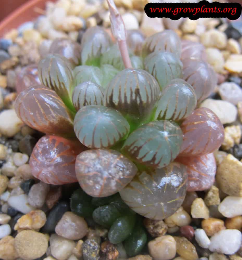 Growing Haworthia pilifera