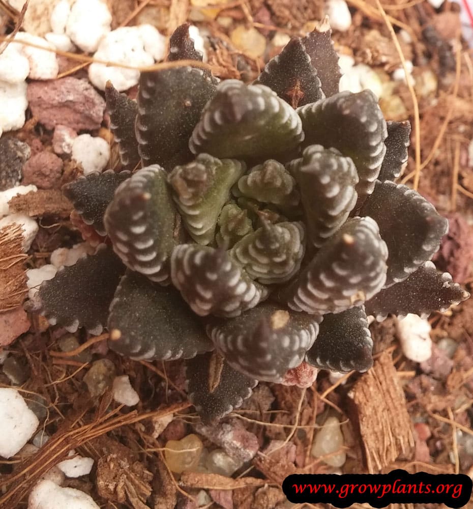 Haworthia reinwardtii