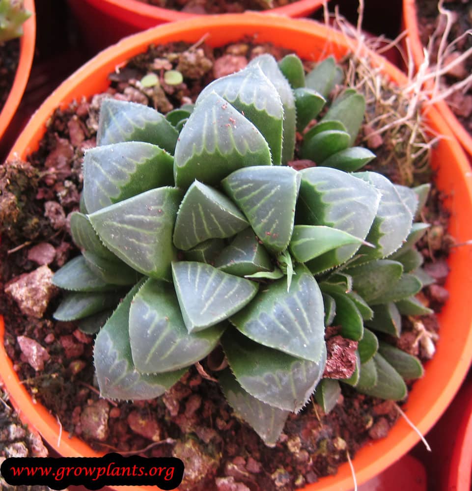 Haworthia retusa