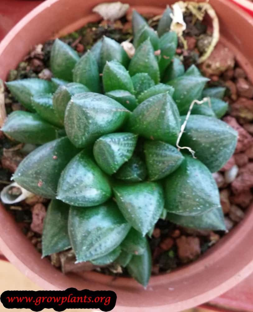 Growing Haworthia retusa