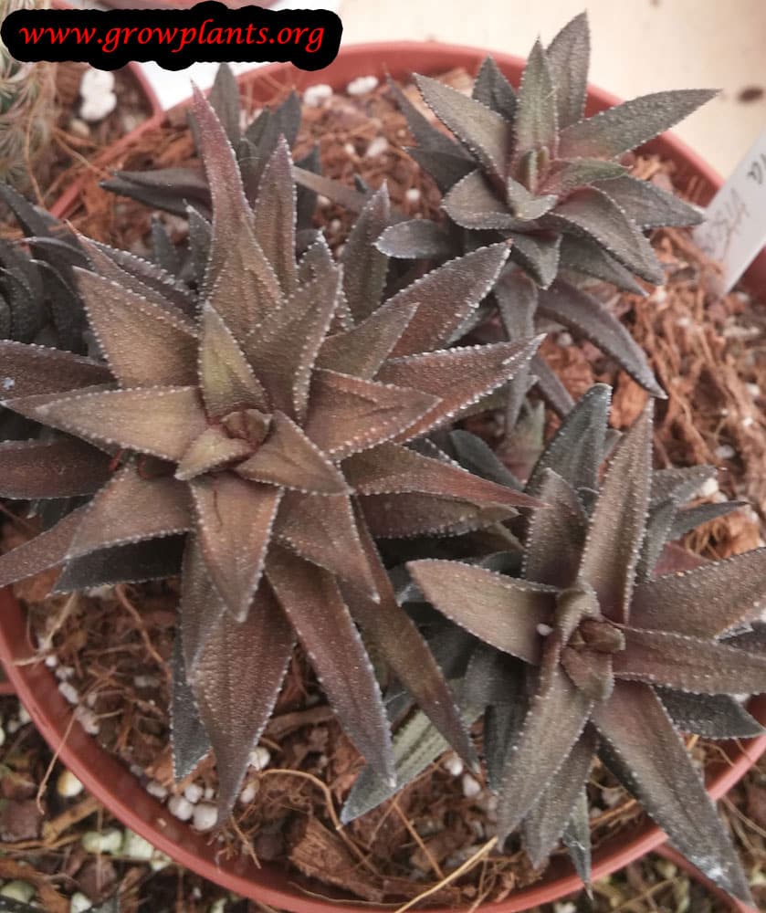 Haworthia viscosa