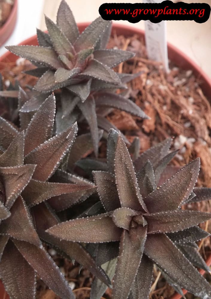 Growing Haworthia viscosa