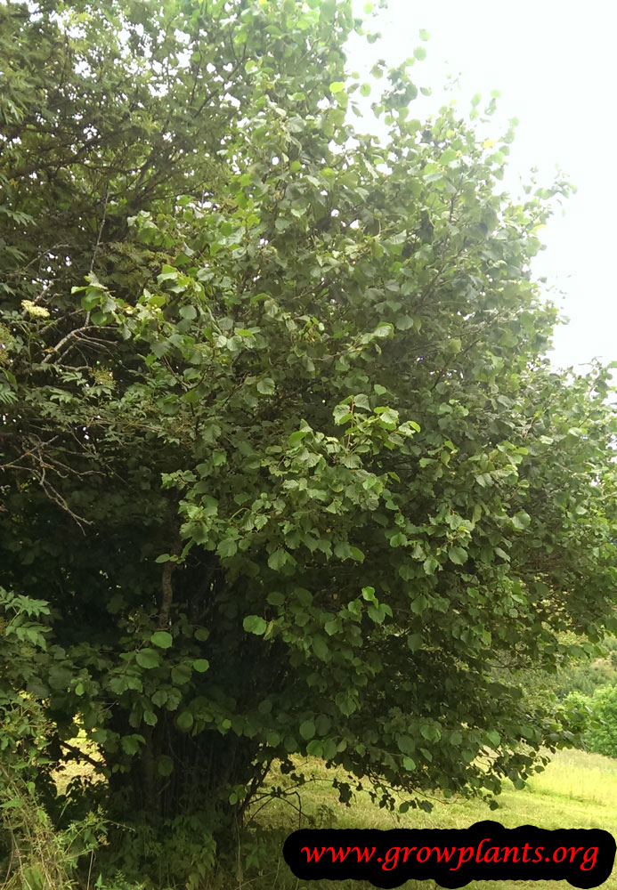 Hazelnut tree how to grow care