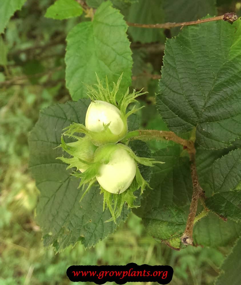 Hazelnut tree how to grow care