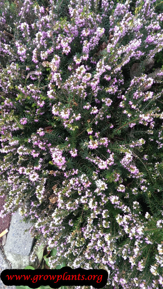 Heather plant