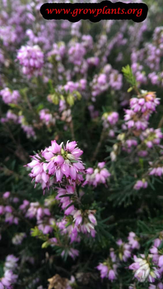 Heather plant How to grow &amp; care