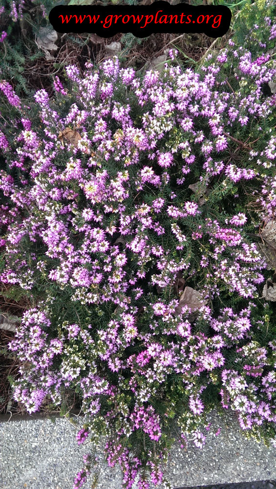 Heather plant flower