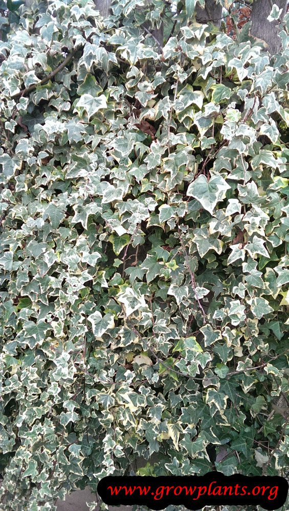 hedera canariensis