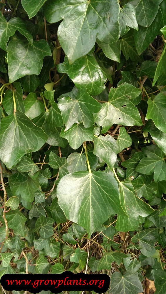 How To Grow Hedera Helix