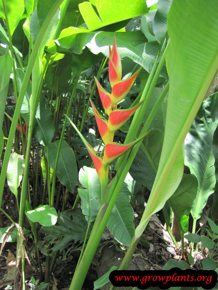 Heliconia bihai plant care