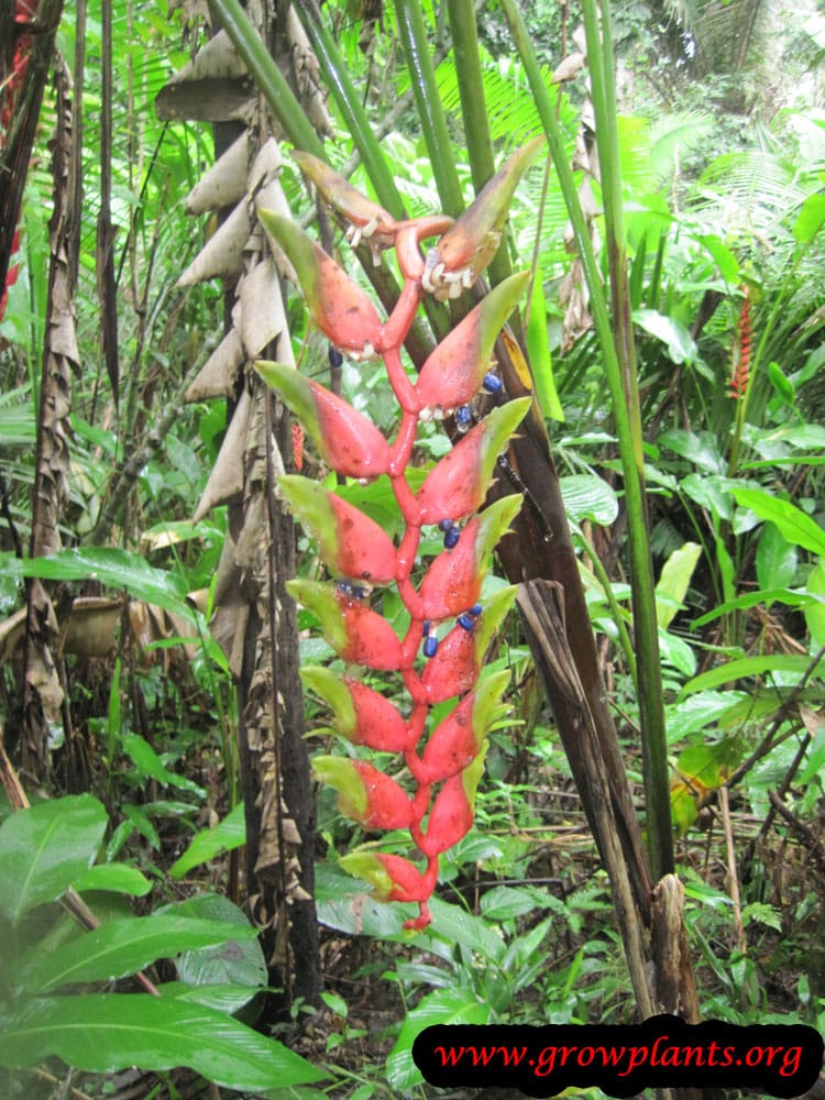 Heliconia rostrata How to grow & care