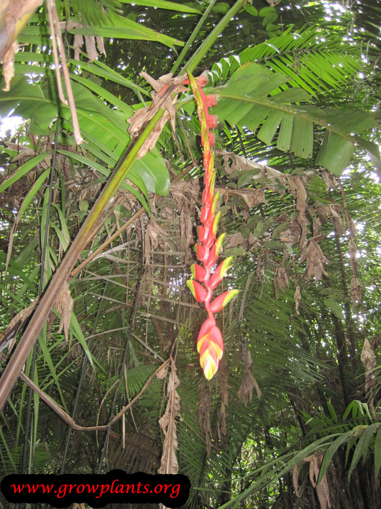 Heliconia rostrata How to grow & care