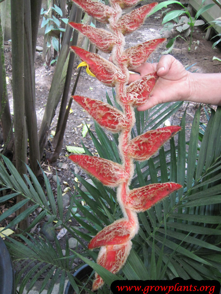 Heliconia vellerigera